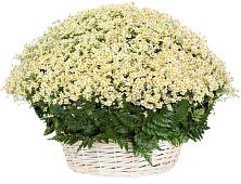 Цветочная композиция из Ромашки в корзине #REPLACE_PRED# Заинске